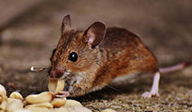 24 Hour & Emergency Exterminators in New Lancaster, IN